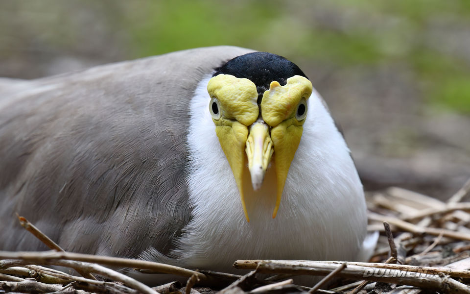 Masked lapwing (Vanellus miles)